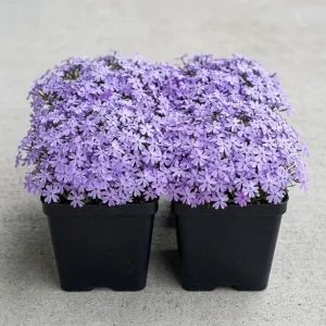Pack of 4 Creeping Phlox Live Plants, Blue Ground Cover, 4