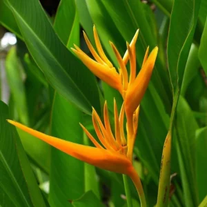 Pack of 4 Yellow Heliconia Rhizomes – Upright Tropical Plant – 6-8 Inches Long – Outdoor - Image 4
