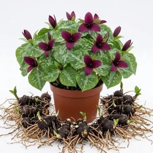 Pack of 5 Purple Prairie Trillium Bulbs – Wood Lily Flowers for Partial Shade - Image 6