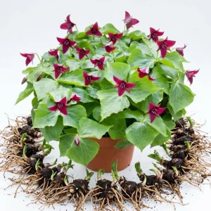 Pack of 5 Red Trillium Bulbs – Wood Lily Tubers – Partial Shade - Image 1