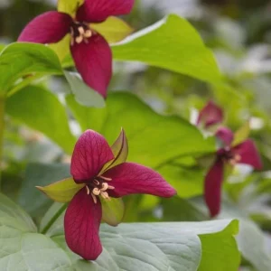 Pack of 5 Red Trillium Bulbs – Wood Lily Tubers – Partial Shade - Image 6