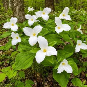 Pack of 5 White Trillium Bulbs - Wood Lily Tubers for Partial Shade - Image 2