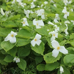 Pack of 5 White Trillium Bulbs - Wood Lily Tubers for Partial Shade - Image 5