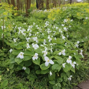 Pack of 5 White Trillium Bulbs - Wood Lily Tubers for Partial Shade - Image 6