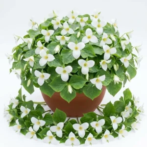 Pack of 5 White Trillium Bulbs - Wood Lily Tubers for Partial Shade - Image 1