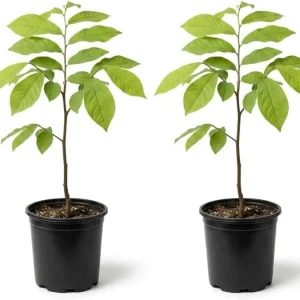 Paw Paw Tree (Asimina triloba) Live Plant - 2-3 Ft Tall, 1 Gallon Pot, Outdoor Fruit Tree - Image 4