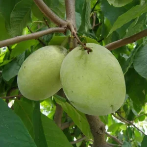 Paw Paw Tree (Asimina triloba) Live Plant - 2-3 Ft Tall, 1 Gallon Pot, Outdoor Fruit Tree - Image 5