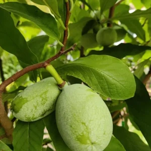 Paw Paw Tree (Asimina triloba) Live Plant - 2-3 Ft Tall, 1 Gallon Pot, Outdoor Fruit Tree - Image 6