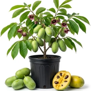 Paw Paw Tree (Asimina triloba) Live Plant - 2-3 Ft Tall, 1 Gallon Pot, Outdoor Fruit Tree - Image 1