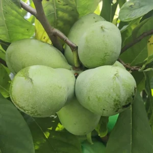 Paw Paw Tree (Asimina triloba) Live Plant - 2-3 Ft Tall, 1 Gallon Pot, Outdoor Fruit Tree - Image 7