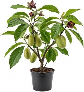 Paw Paw Tree Live Plant (Asimina triloba) - 6-14 Inch Tall, Quart Pot, Outdoor Edible Fruit Tree - Image 1