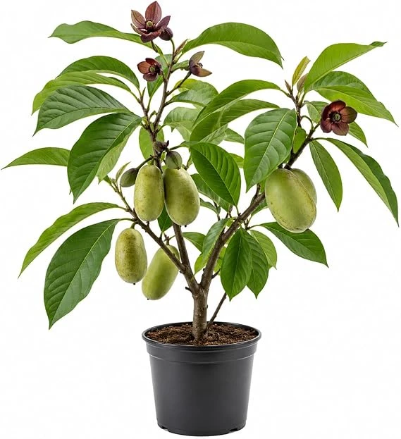 Paw Paw Tree Live Plant (Asimina triloba) - 6-14 Inch Tall, Quart Pot, Outdoor Edible Fruit Tree - Image 6