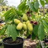 Paw Paw Tree Live Plant (Asimina triloba) - 6-14 Inches Tall, Quart Pot, Outdoor Hardy Banana Tree - Image 1