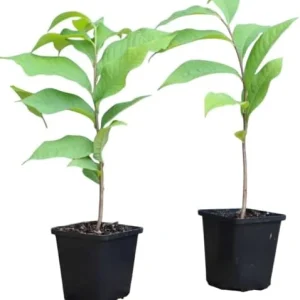 Paw Paw Tree Live Plant (Asimina triloba) - 6-14 Inches Tall, Quart Pot, Outdoor Hardy Banana Tree - Image 4