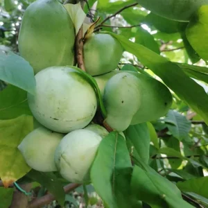 Paw Paw Tree Live Plant (Asimina triloba) - 6-14 Inches Tall, Quart Pot, Outdoor Hardy Banana Tree - Image 5