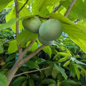 Paw Paw Tree Live Plant (Asimina triloba) - 6-14 Inches Tall, Quart Pot, Outdoor Hardy Banana Tree - Image 6