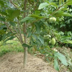 Paw Paw Tree Live Plant (Asimina triloba) - 6-14 Inches Tall, Quart Pot, Outdoor Hardy Banana Tree - Image 7