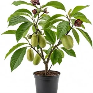 Paw Paw Tree Live Plant (Asimina triloba) - Sweet Hardy Banana, 6-14 Inches Tall, Quart Pot, 1 Year Old - Image 1