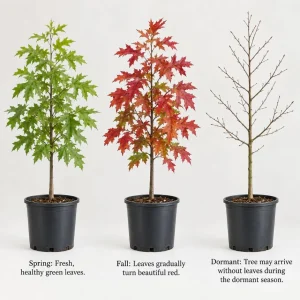 Pin Oak Tree Saplings – Set of 3 Live Outdoor Landscape Trees, 4-8 Inch Tall, Vibrant Red Fall Foliage - Image 2