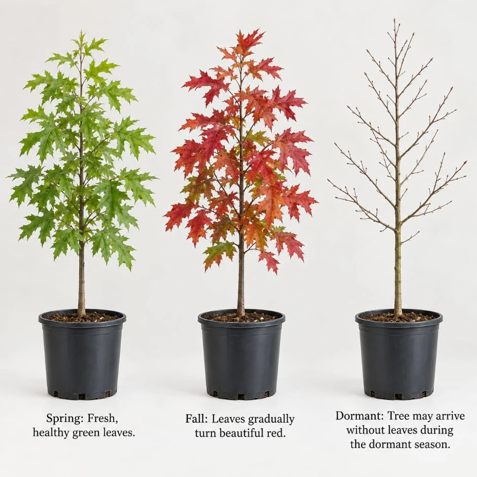 Pin Oak Tree Saplings – Set of 3 Live Outdoor Landscape Trees, 4-8 Inch Tall, Vibrant Red Fall Foliage - Image 2