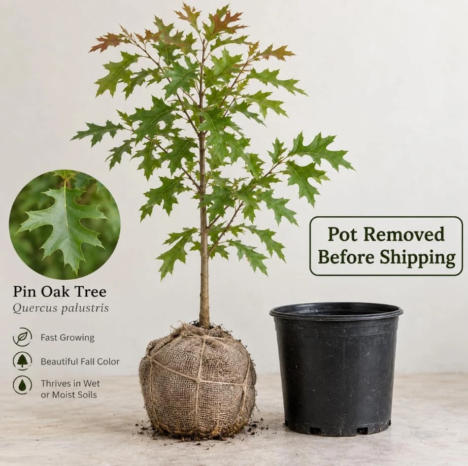 Pin Oak Tree Saplings – Set of 3 Live Outdoor Landscape Trees, 4-8 Inch Tall, Vibrant Red Fall Foliage - Image 4