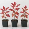 Pin Oak Tree Saplings – Set of 3 Live Outdoor Landscape Trees, 4-8 Inch Tall, Vibrant Red Fall Foliage - Image 1