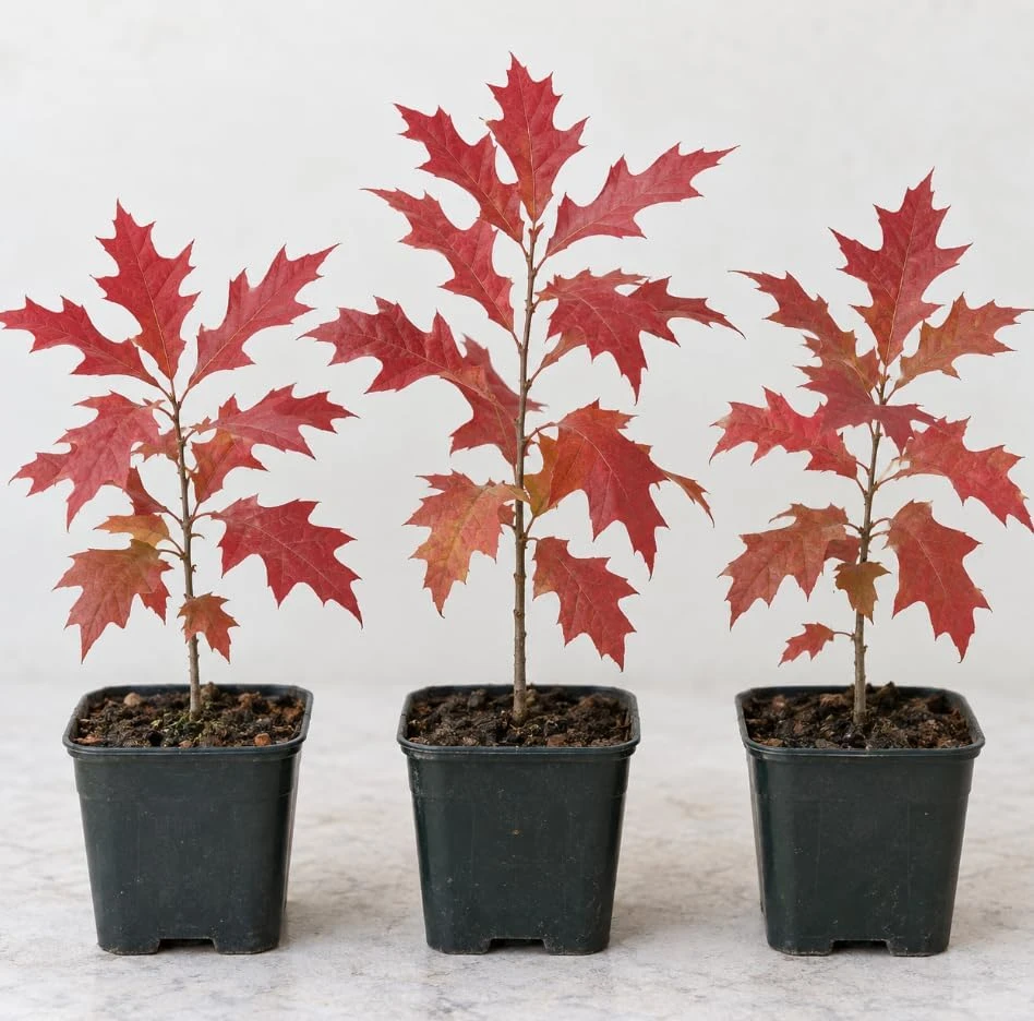 Pin Oak Tree Saplings – Set of 3 Live Outdoor Landscape Trees, 4-8 Inch Tall, Vibrant Red Fall Foliage - Image 1