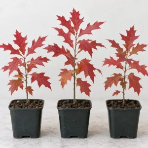 Pin Oak Tree Saplings - Set of 3 Live Plants, 4-8 Inch Tall, Outdoor Landscape Trees - Image 1