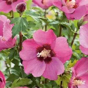 Pink Althea Rose of Sharon Live Plant – 8-12 Inch Tall Shrub, Quart Pot, Outdoor - Image 4