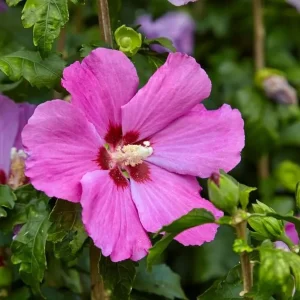 Pink Althea Rose of Sharon Live Plant – 8-12 Inch Tall Shrub, Quart Pot, Outdoor - Image 5