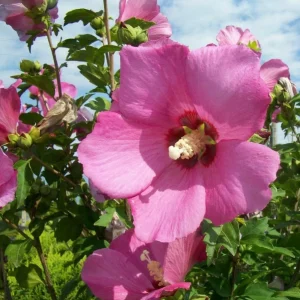 Pink Althea Rose of Sharon Live Plant – 8-12 Inch Tall Shrub, Quart Pot, Outdoor - Image 6
