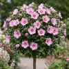 Pink Althea Rose of Sharon Live Plant – 8-12 Inch Tall Shrub, Quart Pot, Outdoor - Image 1