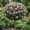 Pink Althea Rose of Sharon Live Shrub Plant 8-12 Inch Tall, Hardy Hibiscus - Image 1