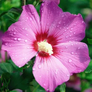 Pink Althea Rose of Sharon Live Shrub Plant 8-12 Inch Tall, Hardy Hibiscus - Image 2