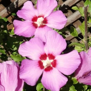 Pink Althea Rose of Sharon Live Shrub Plant 8-12 Inch Tall, Hardy Hibiscus - Image 3