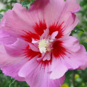 Pink Althea Rose of Sharon Live Shrub Plant 8-12 Inch Tall, Hardy Hibiscus - Image 7