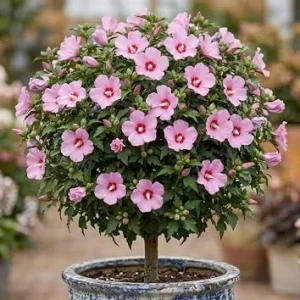 Pink Althea Rose of Sharon 'Red Heart' Live Plant, 8-12 Inch Tall, Quart Pot, Outdoor Shrub - Image 1
