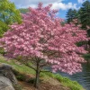 Pink Dogwood Tree Live Plant - 8-12" Tall Flowering Ornamental Tree in Quart Pot - Image 1