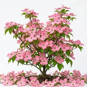 Pink Dogwood Tree Live Plant - 8-12
