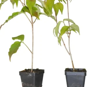 Pink Dogwood Tree Live Plant - 8-12