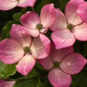 Pink Dogwood Tree Live Plant - 8-12