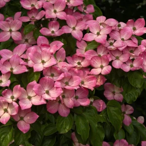 Pink Dogwood Tree Live Plant - 8-12