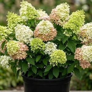 Pink Limelight Hydrangea Live Plant, 6-12
