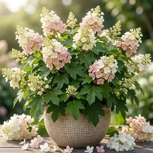 Pink Oakleaf Hydrangea Live Plant, 6-12" Tall, 4" Pot - Outdoor Shrub - Image 1