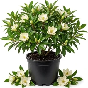 Pink Oakleaf Hydrangea Live Plant, Shrub, 6-12