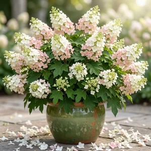 Pink Oakleaf Hydrangea Live Plant - Soft Pink Flowers, 6-12" Tall, 4" Pot - Image 1