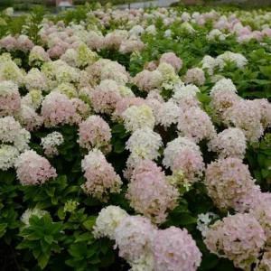 Pink Oakleaf Hydrangea Live Plant - Soft Pink Flowers, 6-12" Tall, 4" Pot - Image 2