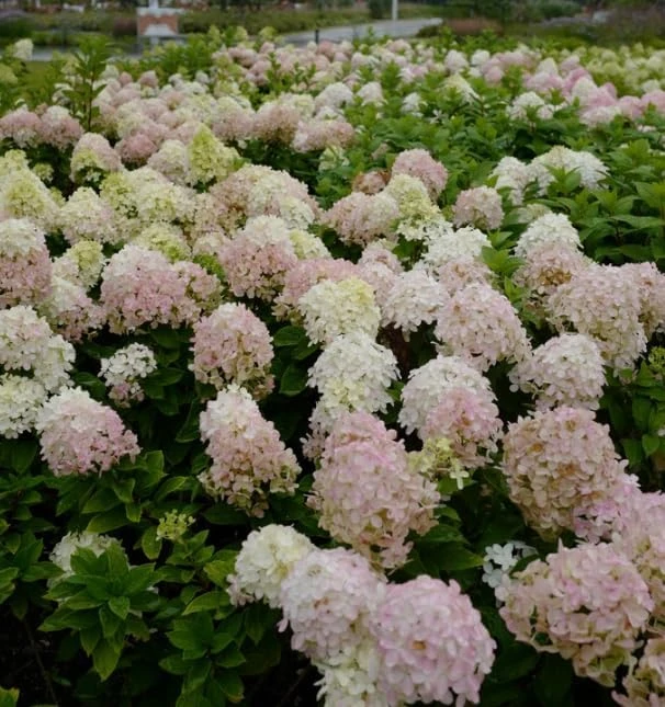 Pink Oakleaf Hydrangea Live Plant - Soft Pink Flowers, 6-12" Tall, 4" Pot - Image 2