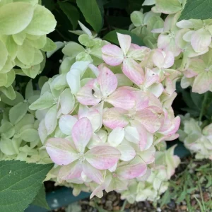 Pink Oakleaf Hydrangea Live Plant - Soft Pink Flowers, 6-12