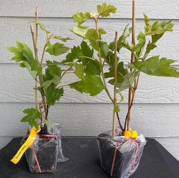 Pink Oakleaf Hydrangea Live Plant - Soft Pink Flowers, 6-12" Tall, 4" Pot - Image 4